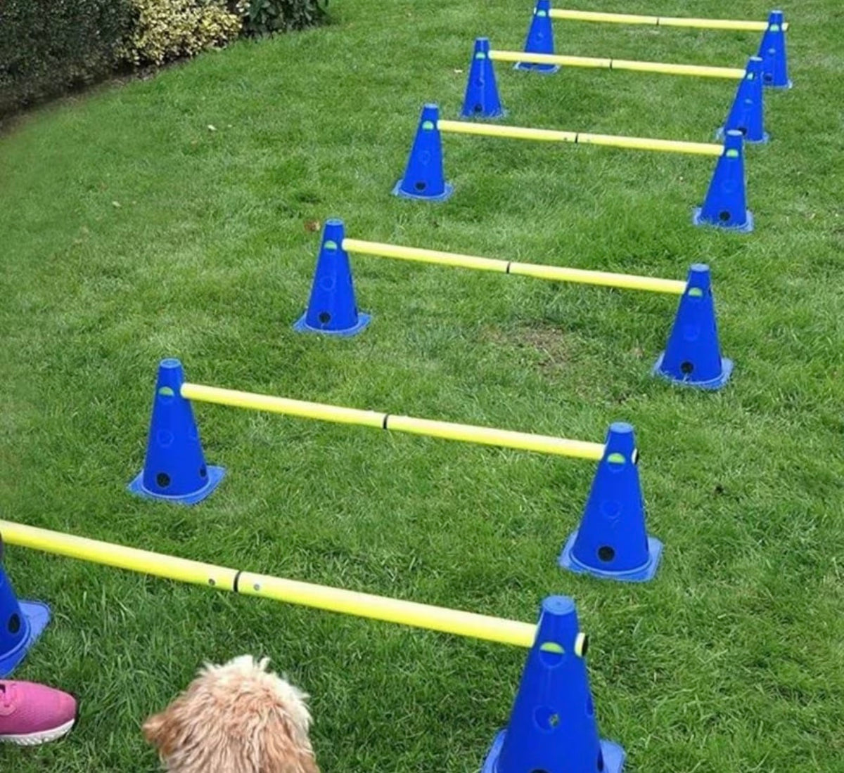 Agility-Trainingsset