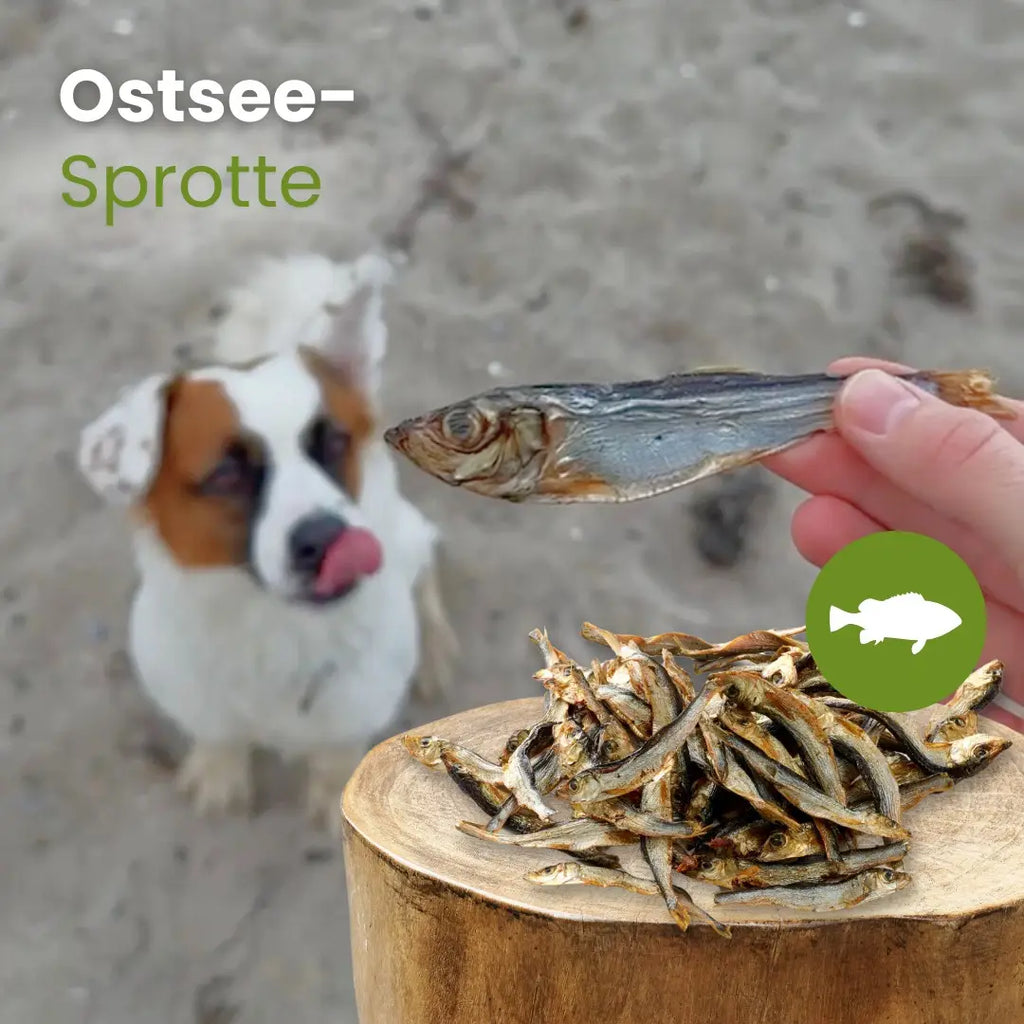 Ostsee-Sprotte